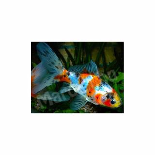 Aranyhal Tavi shubunkin 10-15cm