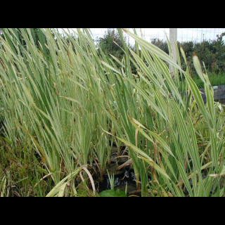 Csíkos gyékény /Typha Latifolia variegata/