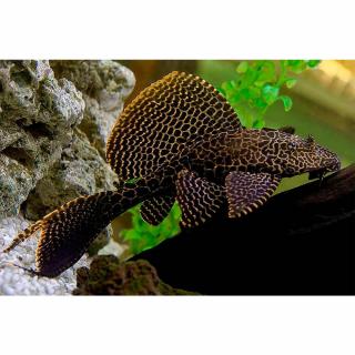 Gibbicepsz /Pterygoplichthys gibbiceps/ kicsi