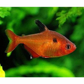 Hal Serpalazac /Hyphessobrycon eques/