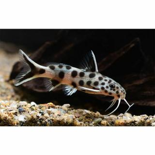 Hamis Kakukkharcsa /Synodontis petricola/