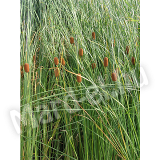 Karcsú gyékény /Typha laxmannii/