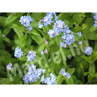 Mocsári nefelejcs /Myosotis palustris/