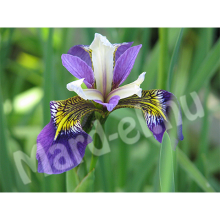 Mocsári nőszirom kék /Iris pseudacorus versicolor/