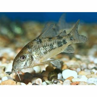 Páncélos harcsa foltos /Corydoras paleatus/