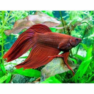 Sziámi harcoshal hím extra /Betta splendens/