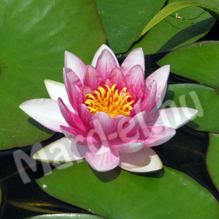 Tavirózsa /Nymphaea/ 17cm-es kosárban