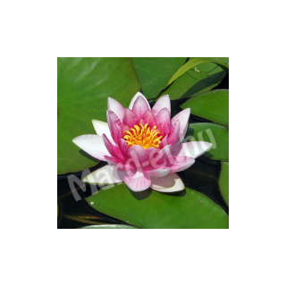 Tavirózsa /Nymphaea/ 24cm-es kosárban