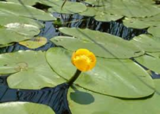 Vízitök /nuphar lutea/