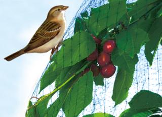 BIRDNET extrudált madárháló, rombusz szemformájú 2x5m zöld