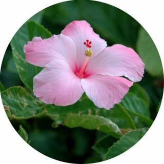 Hibiszkusz 100% illatolaj