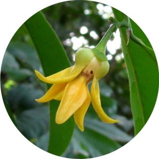 Ylang - Ylang 100% tisztaságú, természetes illóolaj 100 ml