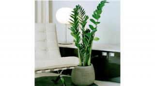 Agglegénypálma, Zamioculcas 12 cm-s cserépben, 30-50 cm