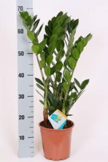 Agglegénypálma, Zamioculcas 70-80 cm