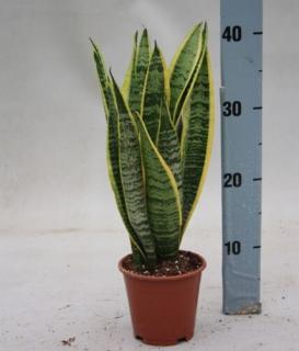 Anyósnyelv, Sansaveria laurentii 14 cm-cserépben