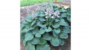 Árnyliliom 2 lit. hosta blue mouse ears