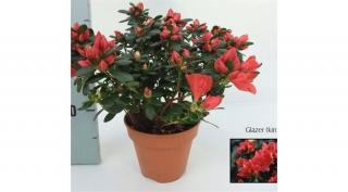 Azálea 25cm, 13cm-s cserépben  piros