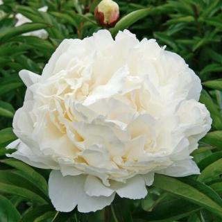 Bazsarózsa fásszárú, oltvány fehér, telt virágú