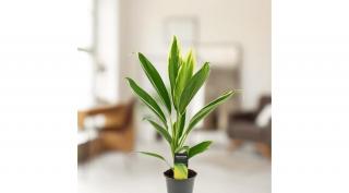 Bunkóliliom, Cordyline conga, 13cm-s cserépben