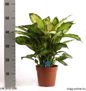 Buzogányvirág, Dieffenbachia 17 cm-s cserépben