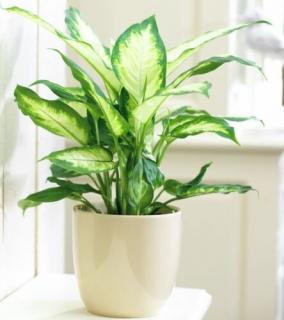 Buzogányvirág, Dieffenbachia camilla 12 cm-s cserépben