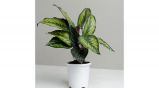 calathea beauty star 14 cm-s cserépben