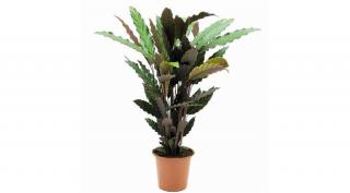 Calathea rufibarba 14 cm-es cserépben