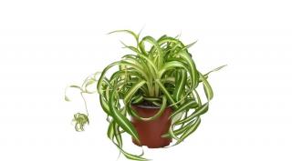 Csokrosinda Bonnie 12 cm-es cserépben