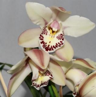 Csónak orchidea 70-100 cm, halvány rózsaszín - fehér