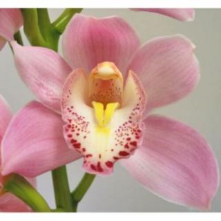 Csónak orchidea 70-100 cm, rózsaszín