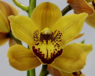 Csónak orchidea 70-100 cm, sárga