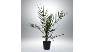 Datolya pálma 15 cm-s cserépben, 60 cm