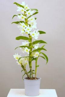 Dendrobium nobile 50-60 cm, 12cm-s cserépben