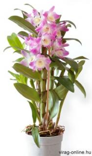 Dendrobium nobile lila 40-50 cm, 12cm-s cserépben