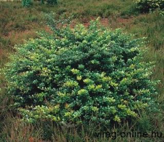 Ékszerborbolya, Berberis 25-35 cm bokor