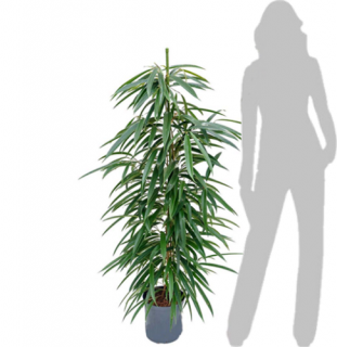ficus longifolia 150-160cm