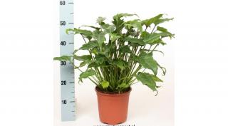Filodendron, Philodendron xanadu 14 cm-s cserépben
