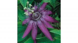 Golgotavirág, Passiflora purple rain