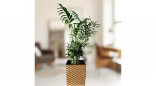 Gyompálma 19 cm-es rattan kaspóban, 60-70 cm