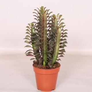 Háromélű kutyate, Euphorbia 30 cm