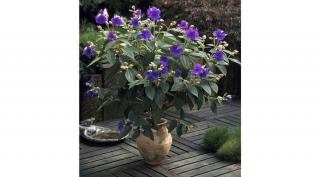 Hercegnővirág, Tibouchina urvilleana 40 cm