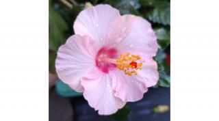 Hibiscus 13 cm-s cserépben, rózsaszín