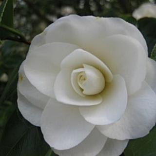 Japán Kamélia, Camelia 14 cm-s cserépben fehér