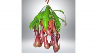 Kancsóka, Nepenthes akasztós cserépben