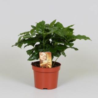 Kávécserje, Coffea 12 cm-s cserépben