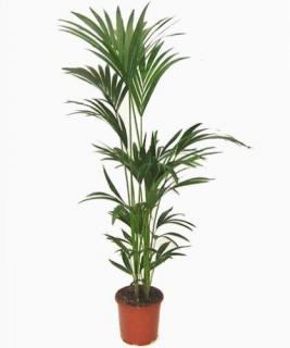 Kentia pálma 140-150 cm