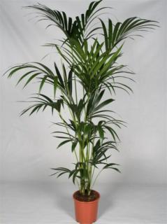 Kentia pálma 170-200 cm