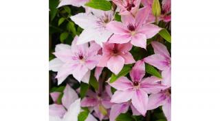 Kerti Iszalag, Clematis 2 lit. kont. pink fantasy