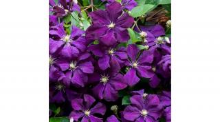 Kerti Iszalag, clematis etoile violette