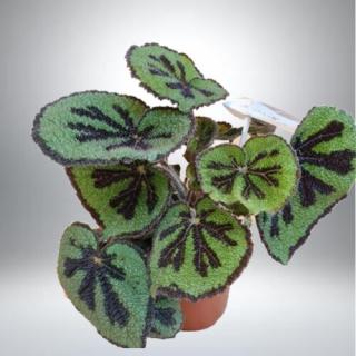 Királybegonia Iron Cross